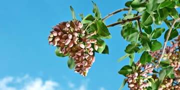 pistachio tree in iran
